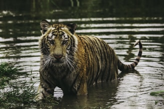 tiger