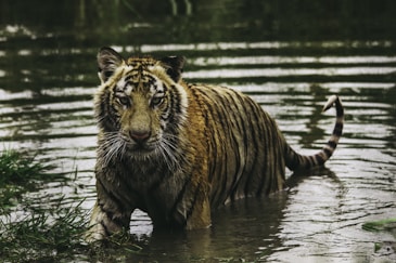 tiger