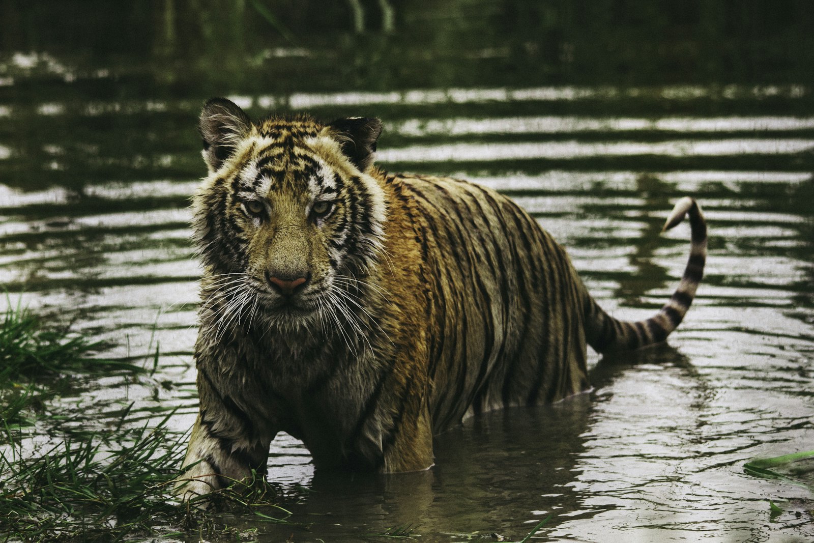 Canon EOS 7D + Sigma 150-500mm F5-6.3 DG OS HSM sample photo. Tiger photography