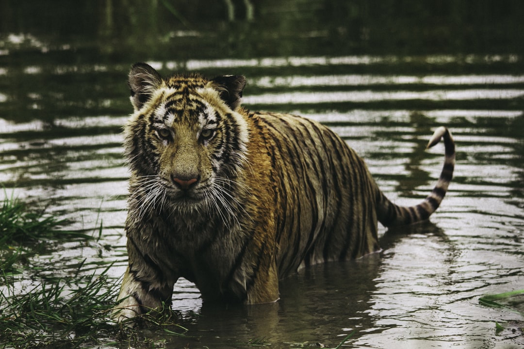 tiger, Tiger in water
