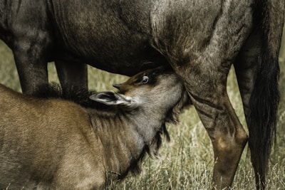 photo of wildebeest drinking milk