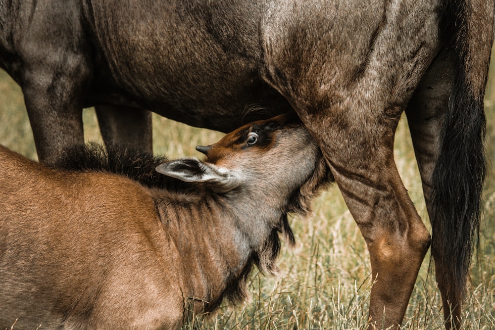 photo of wildebeest drinking milk