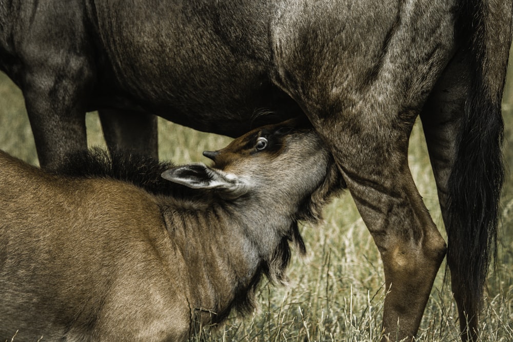 photo of wildebeest drinking milk