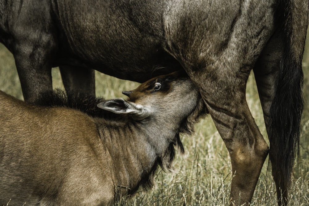 Photo de gnou buvant du lait