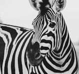 zebra animal