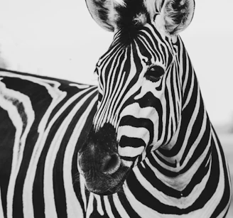 zebra animal