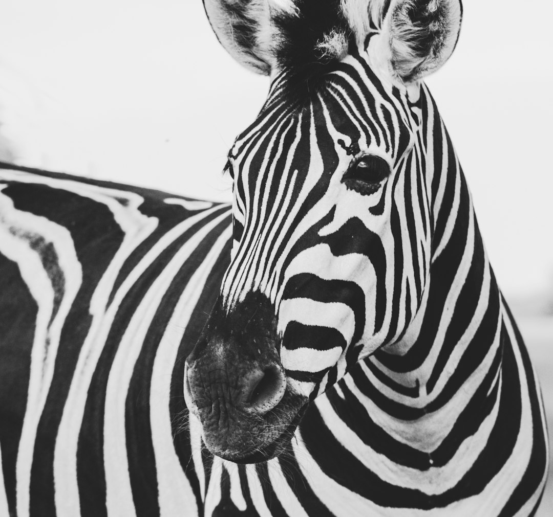 zebra animal