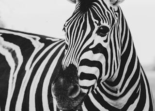 zebra animal