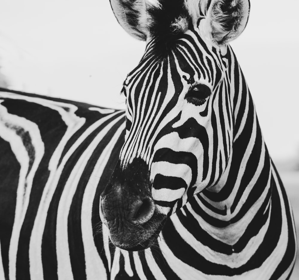 zebra animal