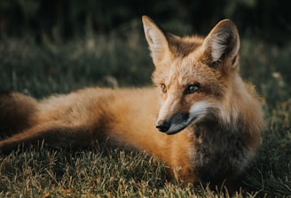 brown fox on ground