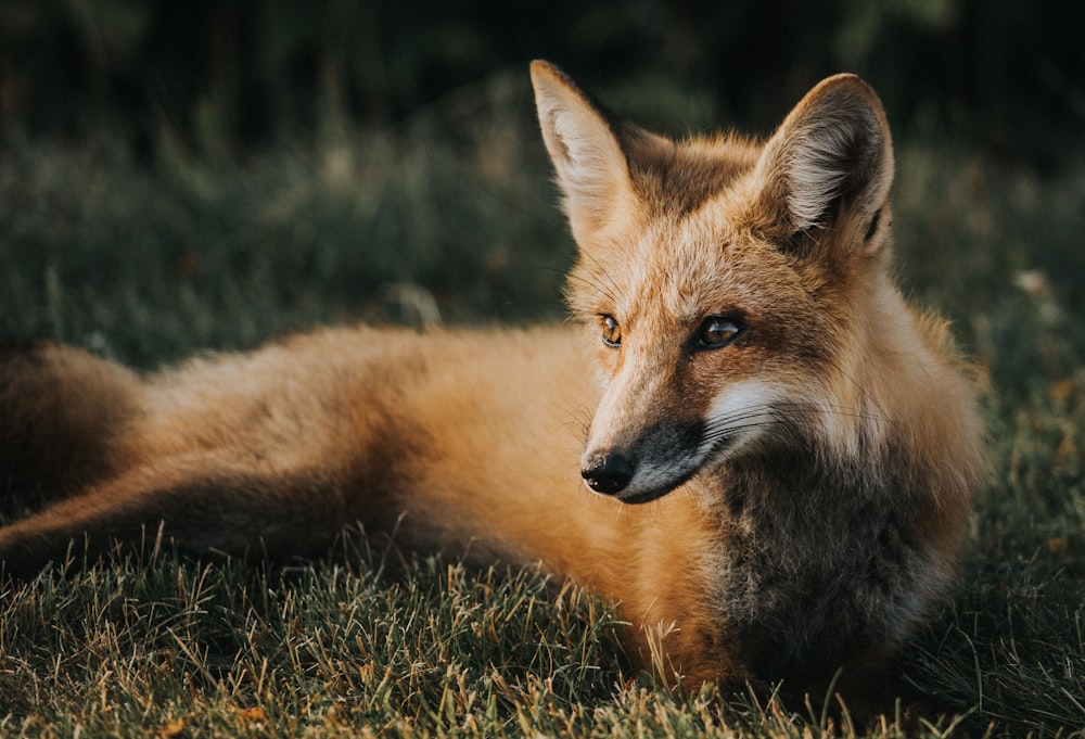 renard brun sur le sol