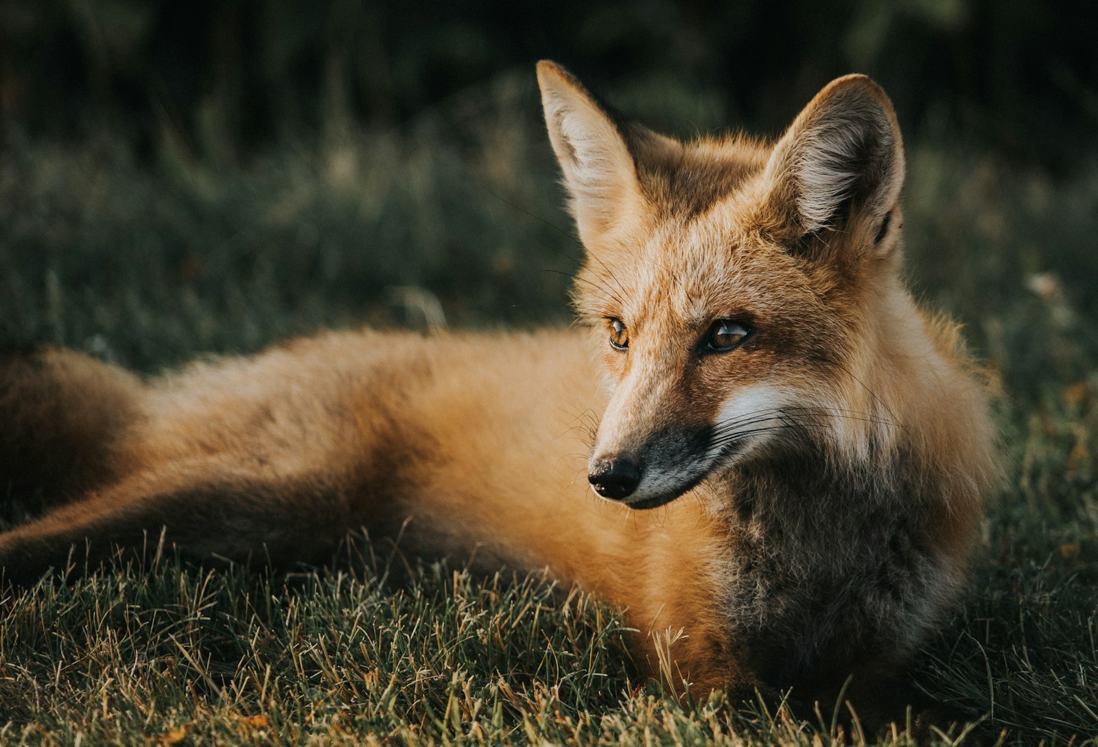 Sony a7S + Sony FE 24-240mm F3.5-6.3 OSS sample photo. Brown fox on ground photography