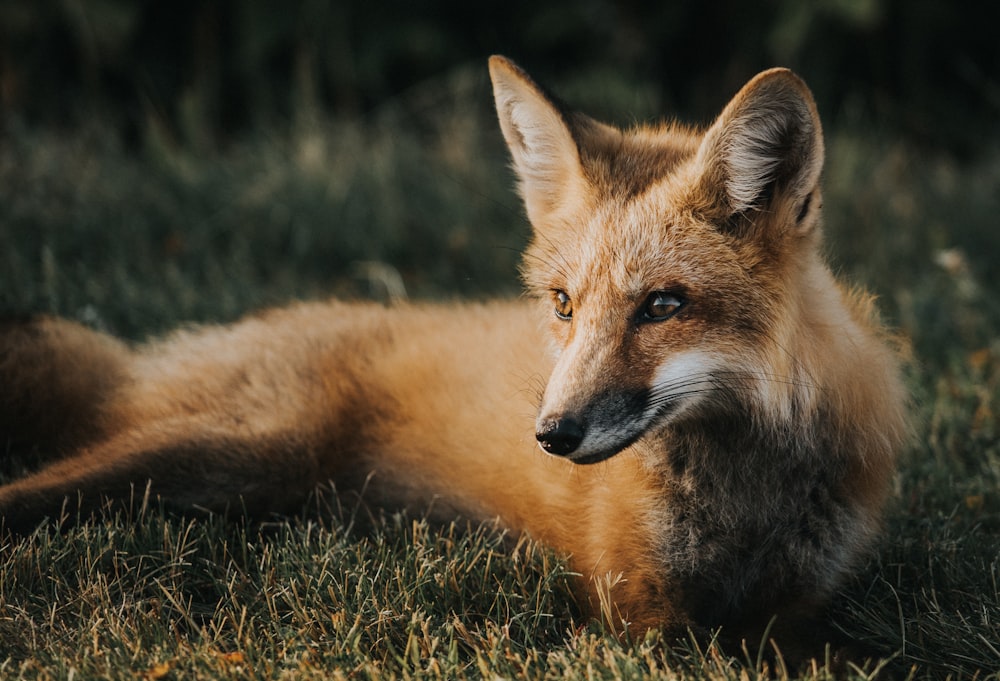 brown fox on ground