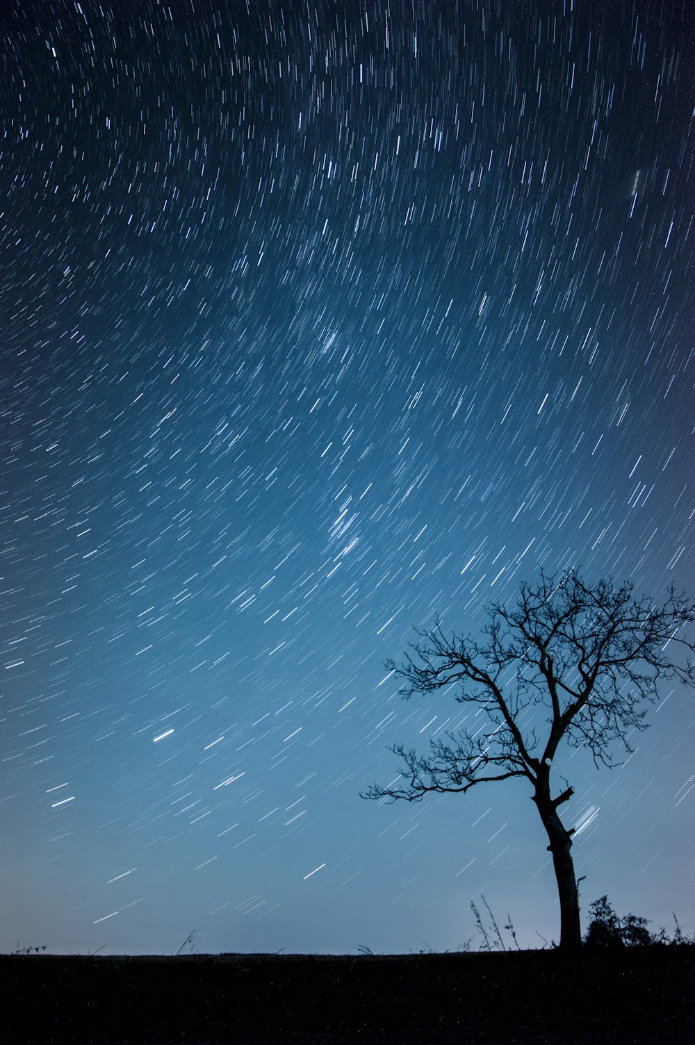 silhouette of tree