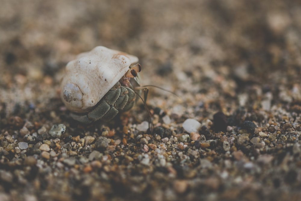 beige sea animal on selective focus photo