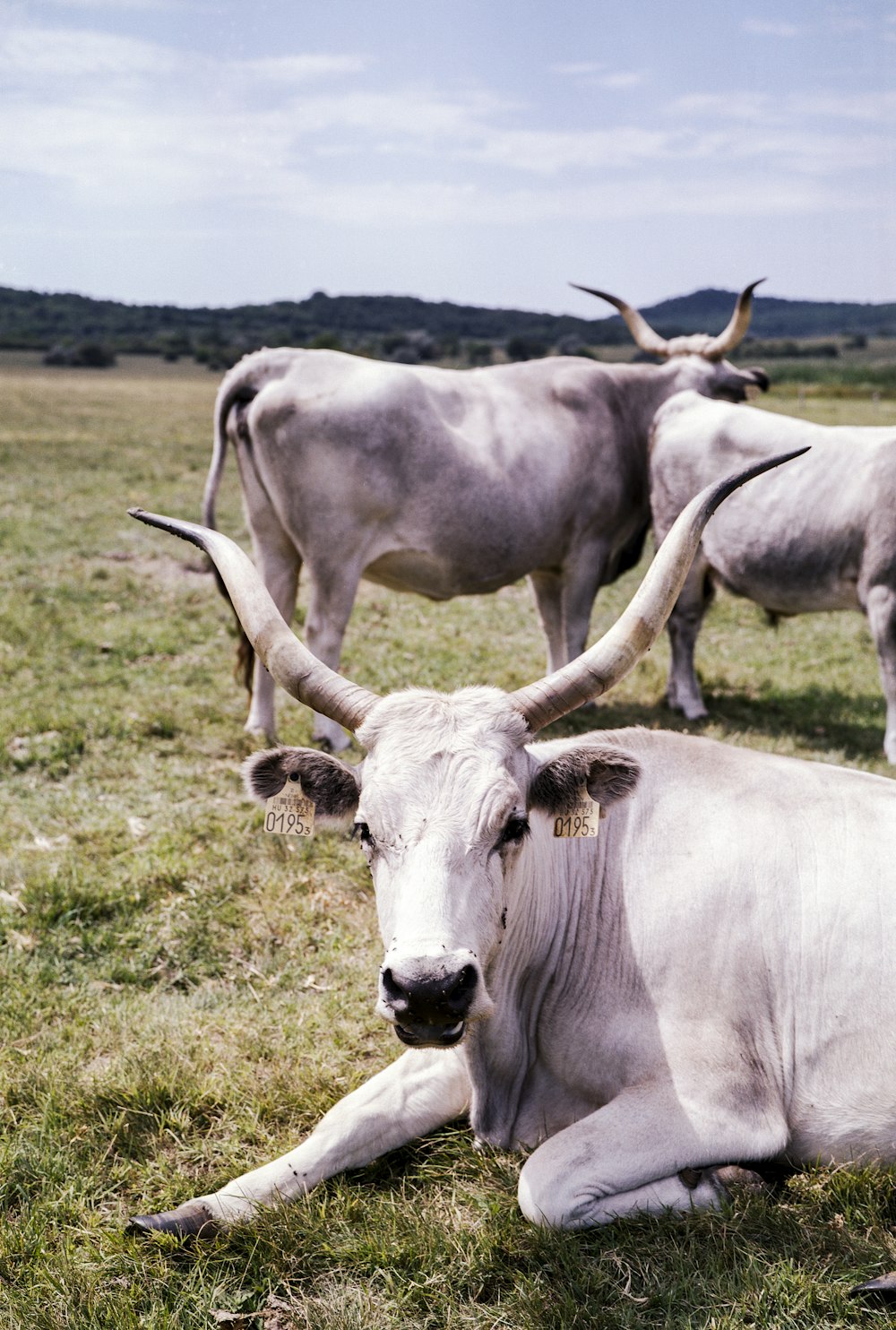 three gray cows on green grass land
