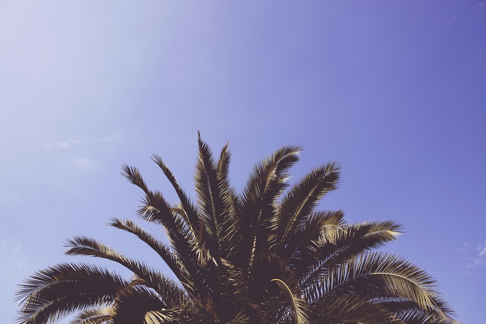 Kokospalme unter blauem Himmel