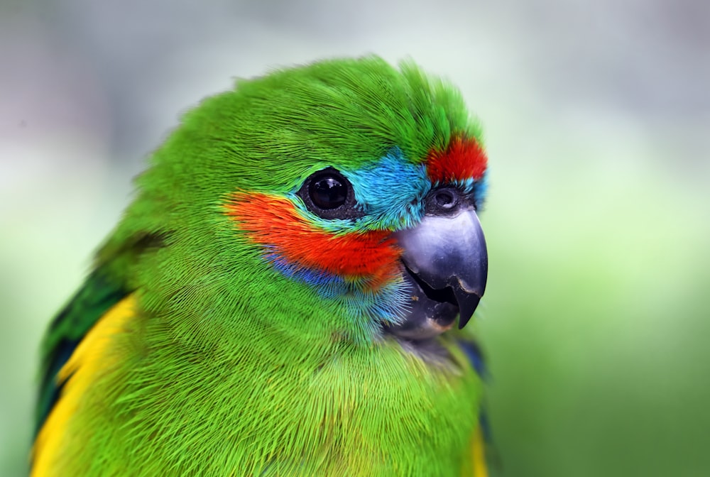uccello verde