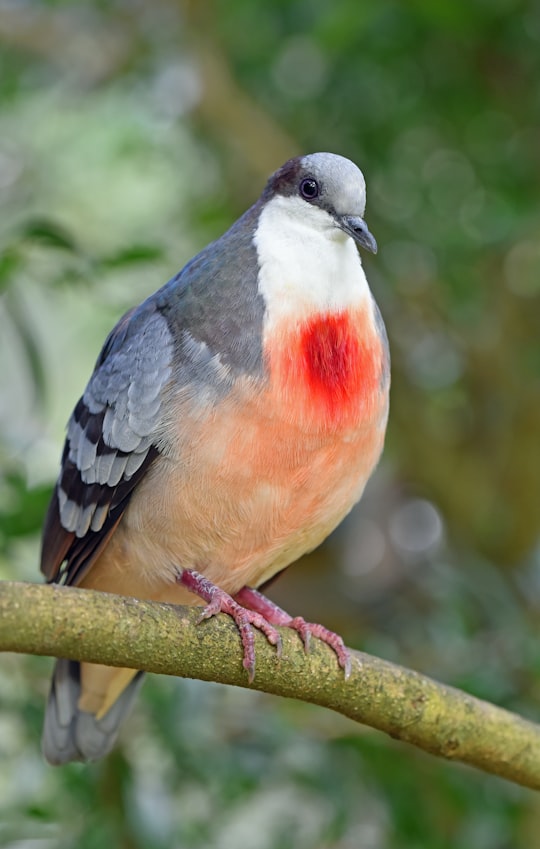 white, pink, and gray pigeon on brand in Kuranda Australia