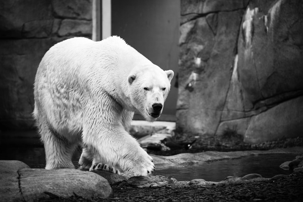 Fotografía en escala de grises de un oso polar