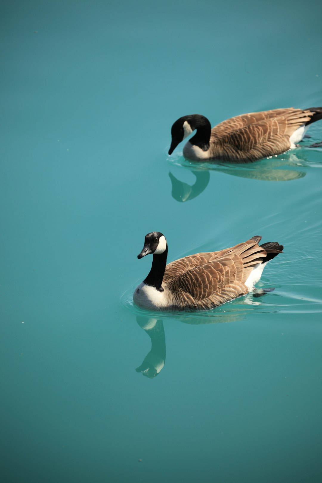  two brown ducks swimming on body of water during daytime goose