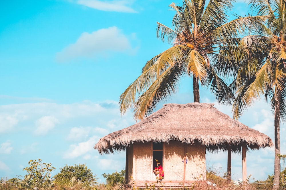 brown wooden house near coconut tree during daytime