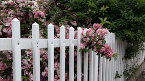 An elegant white picket fence surrounding a charming front yard filled with blooming flowers.