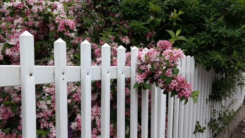 A white vinyl fence lining a sunny front yard with blooming flowers.