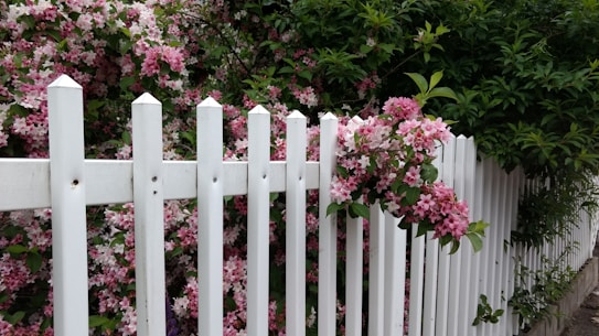 A white picket fence is surrounded by blooming pink flowers and lush green foliage. The delicate pink blossoms hang over and through the gaps in the fence, creating a charming and serene scene.