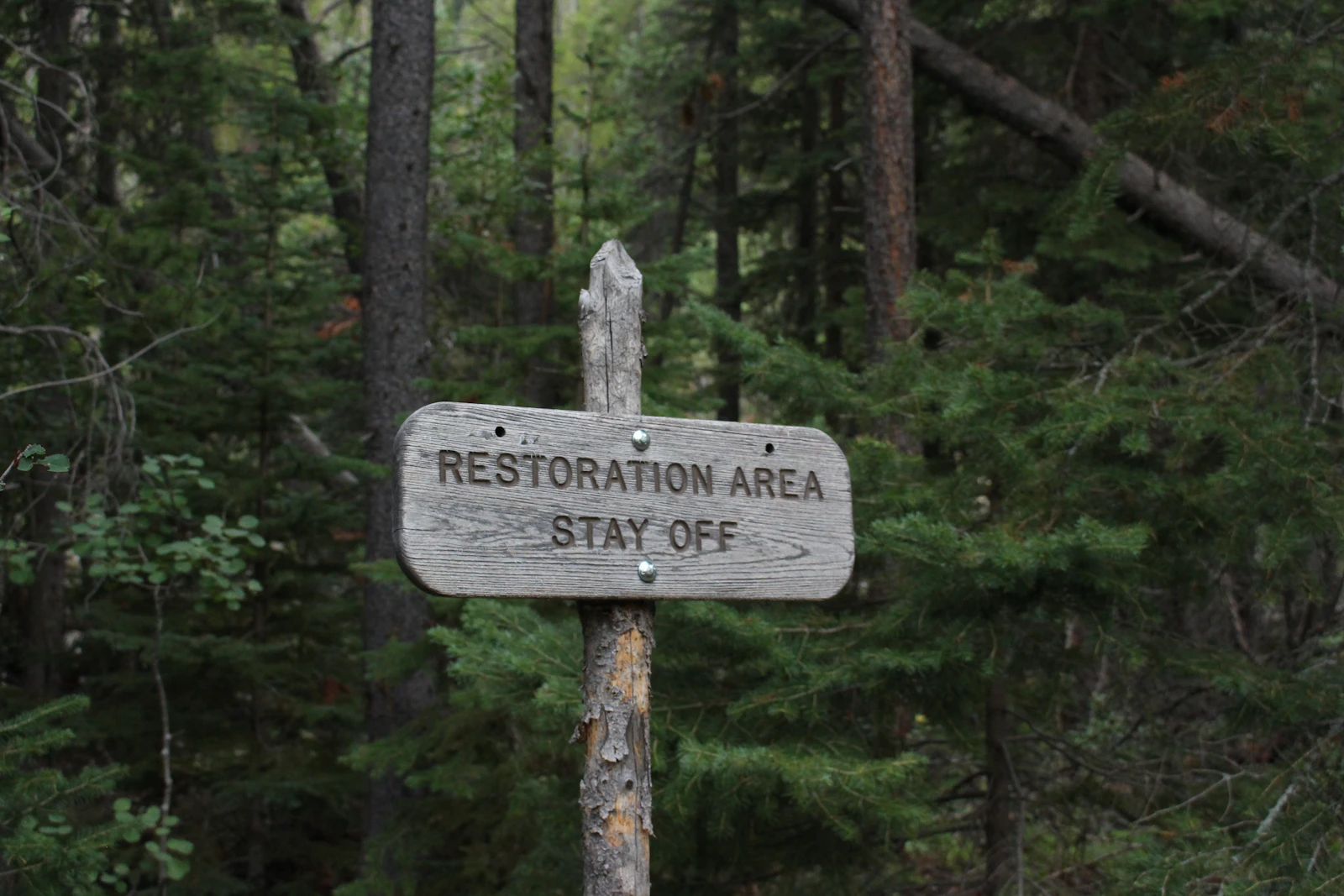 Wooden sign reading Restoration Area Stay Off on a post in a misty evergreen forest
