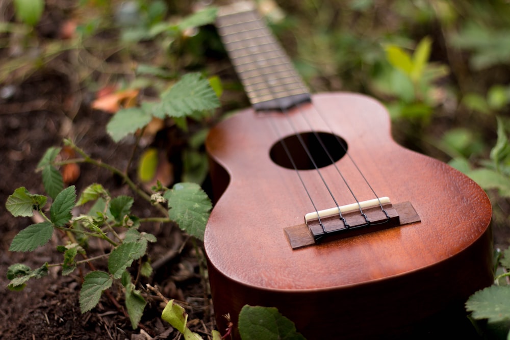 ukulele marrom em cima de plantas