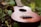 A wooden ukulele is placed against a background of green foliage, with light reflecting softly on its smooth surface. The focus is on the strings and body of the instrument, creating a harmonious blend with the natural setting.