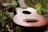 A wooden ukulele is placed against a background of green foliage, with light reflecting softly on its smooth surface. The focus is on the strings and body of the instrument, creating a harmonious blend with the natural setting.