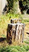 Close-up of a stump grinding machine clearing a large tree stump in a sunny residential yard.