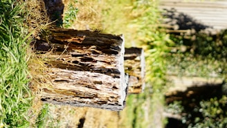 A weathered tree stump sits prominently in a sunlit garden area, surrounded by green grass and blurred plants in the background. The stump's texture is rough and aged, showing crevices and layers of bark.