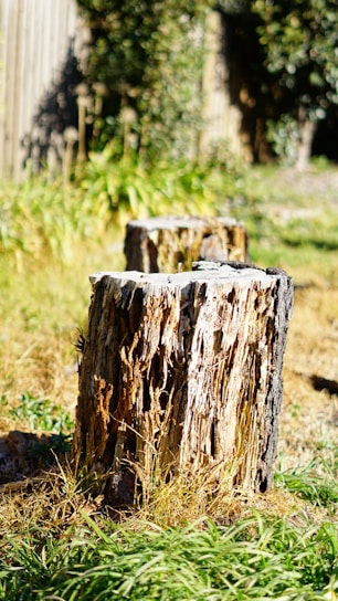 A skilled worker grinding a tree stump in a suburban backyard on a sunny day.