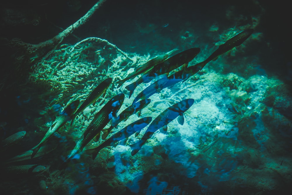 school of fish underwater photography