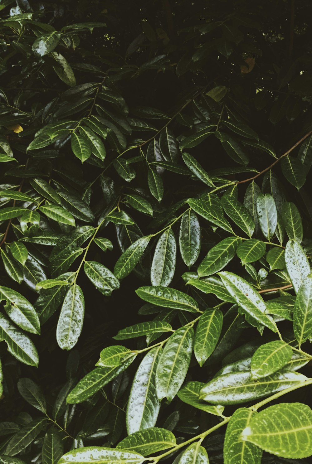 Planta de hoja verde