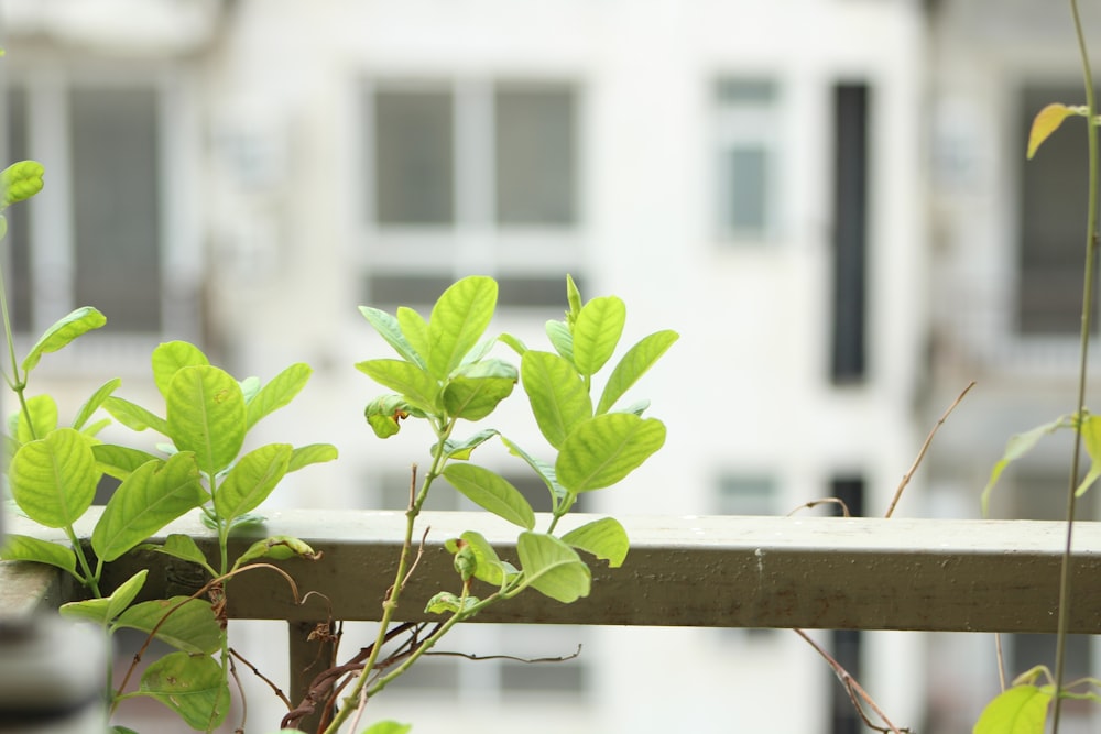 selective focus photography of green leafed plant