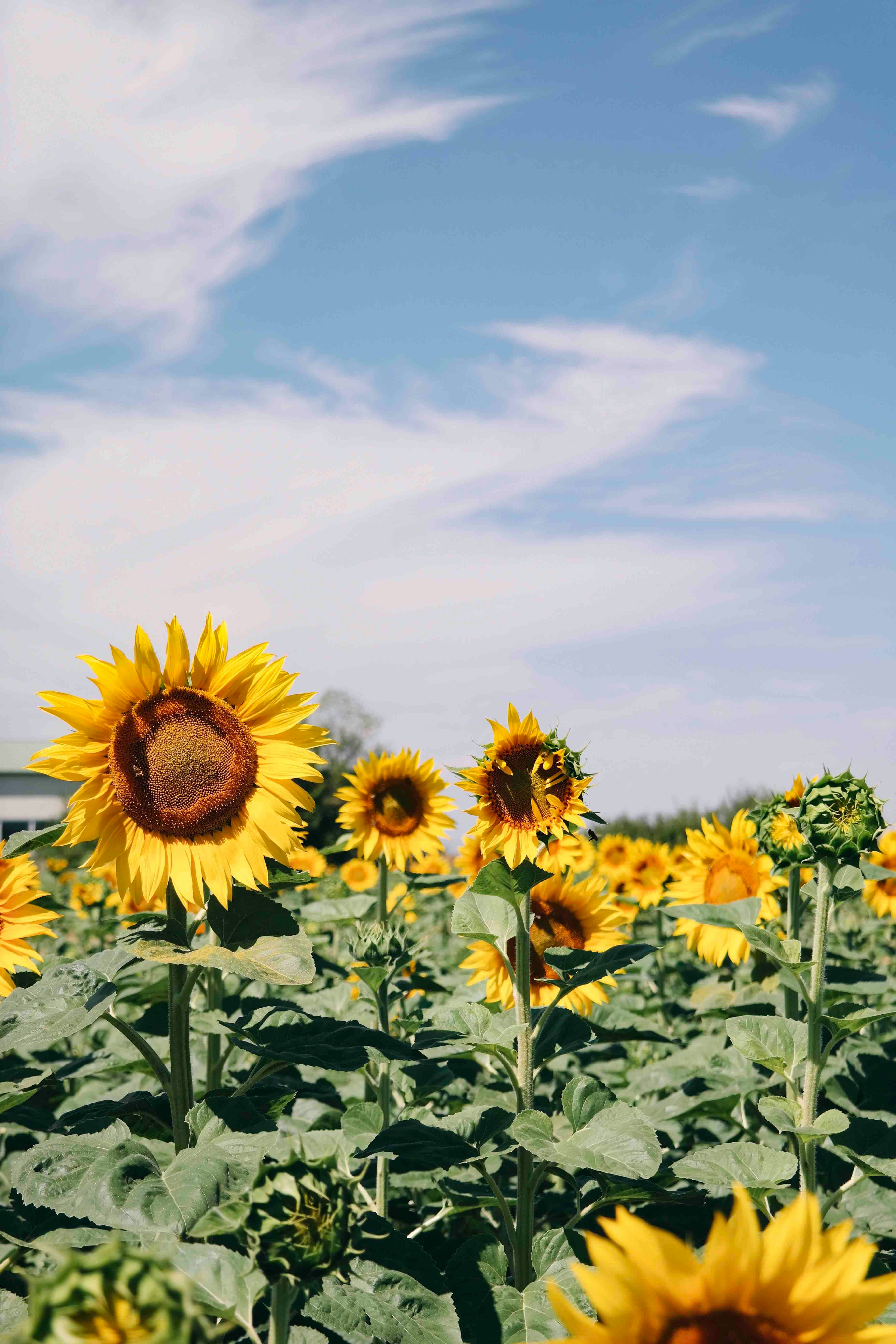 sunflower field under blue skies