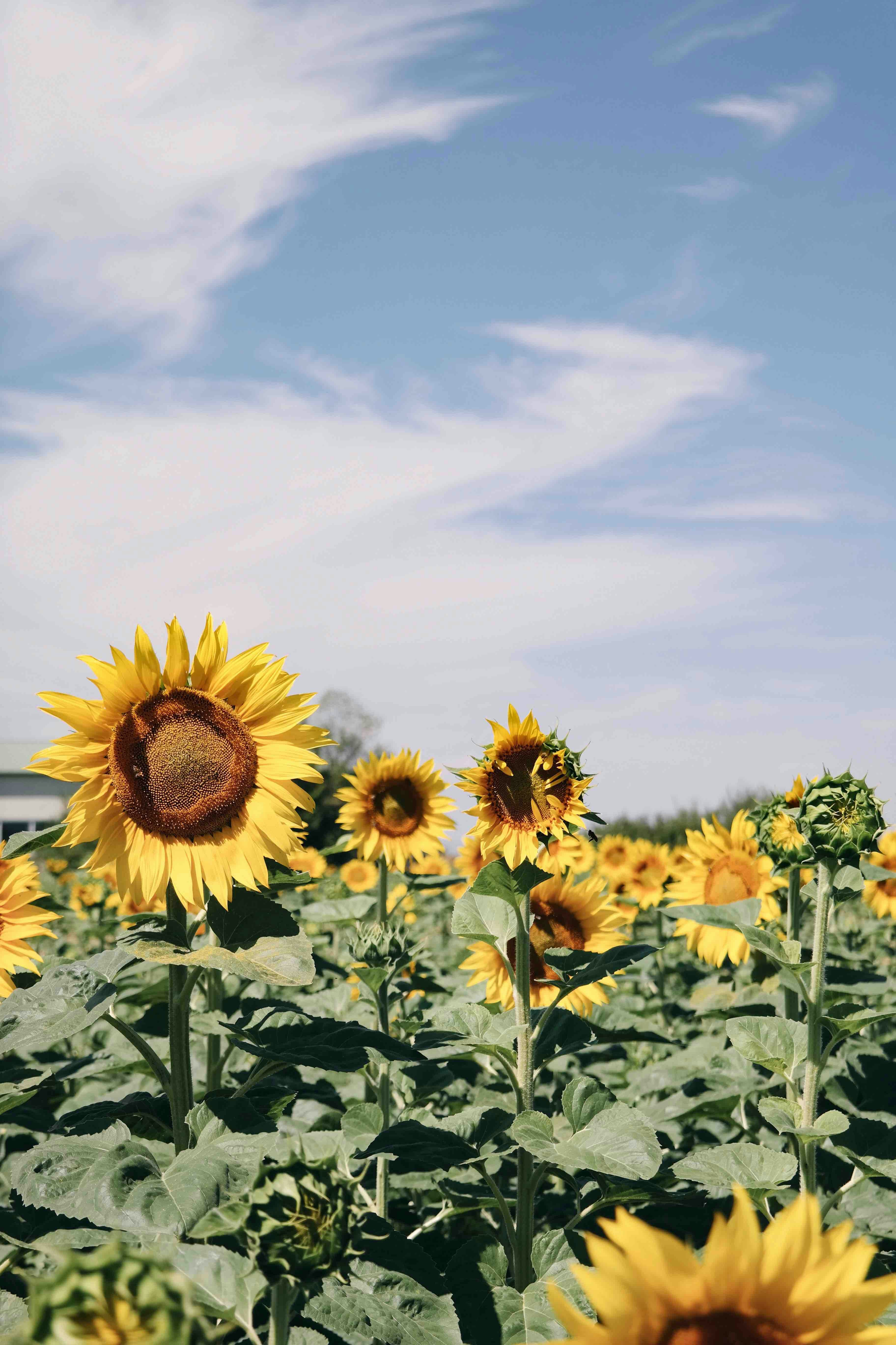 Featured image of post Sunflower Wallpaper Aesthetic Sunflower Drawing - Aesthetic wallpapers sunflower pictures sunflower quotes sunflower wallpaper.