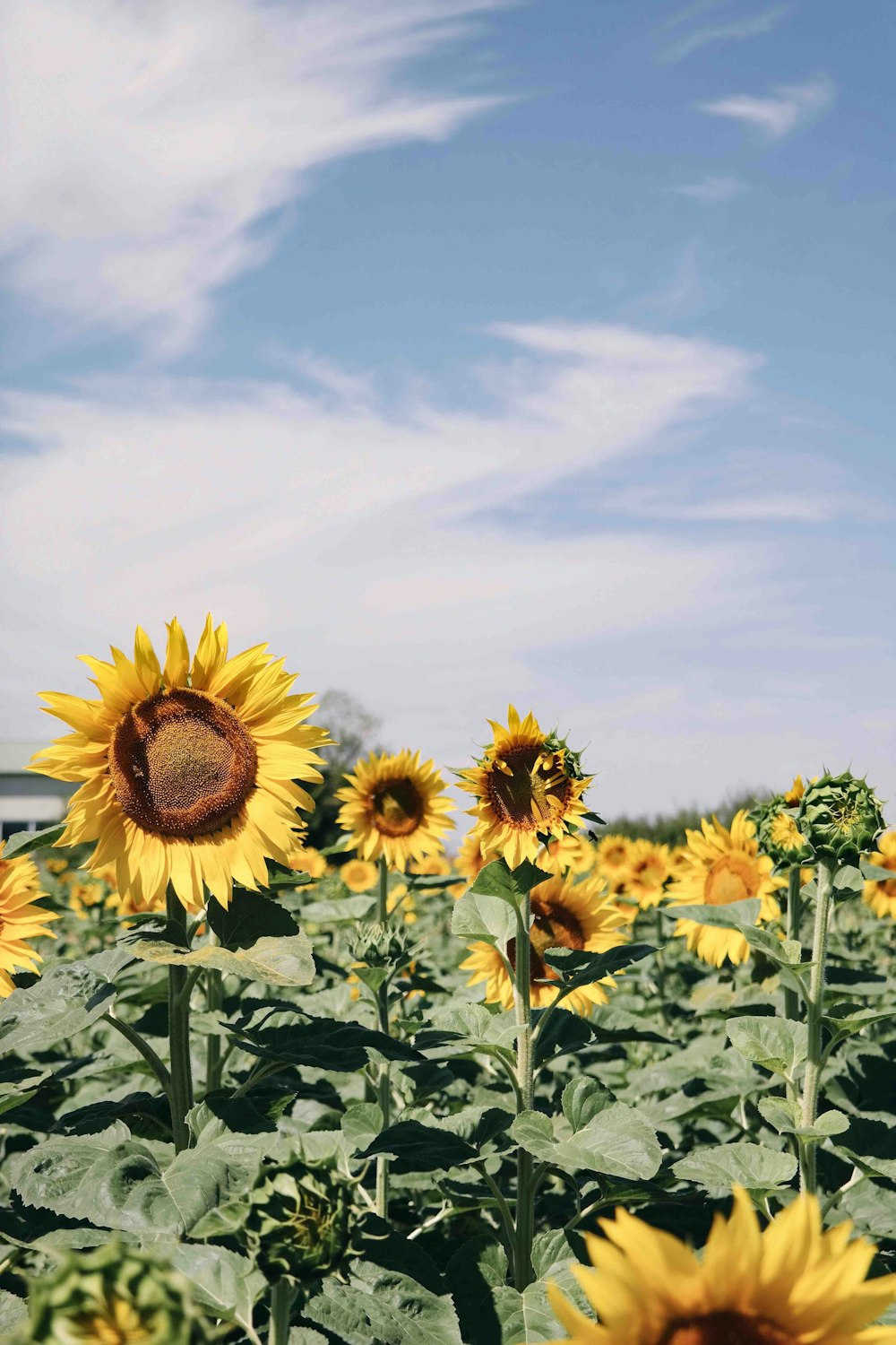 sunflower field under blue skies