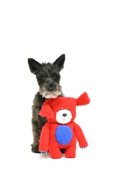 A small black dog stands next to a colorful plush toy. The toy is bright red with a blue belly and blue paws. The dog and toy are set against a plain white background.