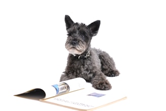 commercial production companies los angeles: long-coated gray dog