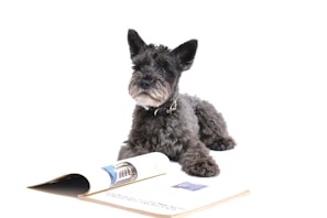 commercial production companies los angeles: long-coated gray dog