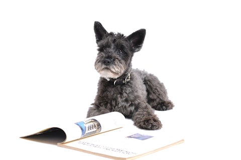 long-coated gray dog