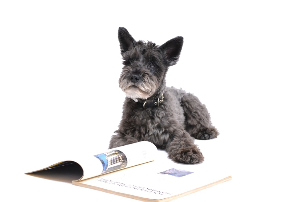 long-coated gray dog