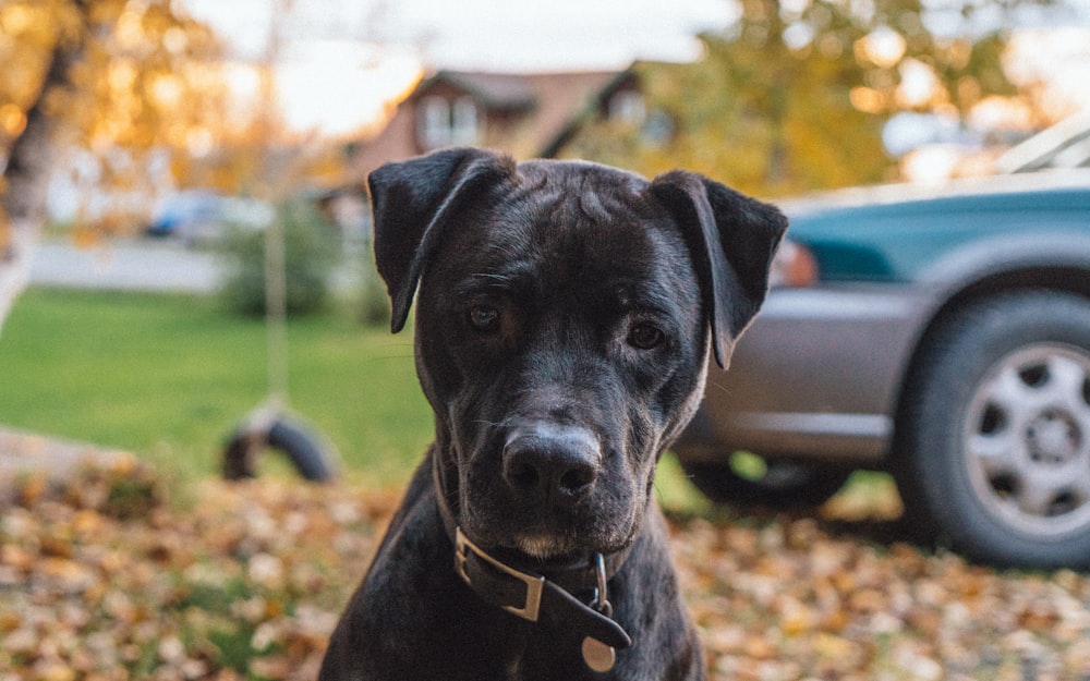 sitting black Retriever puppy on grass field with withered leaf