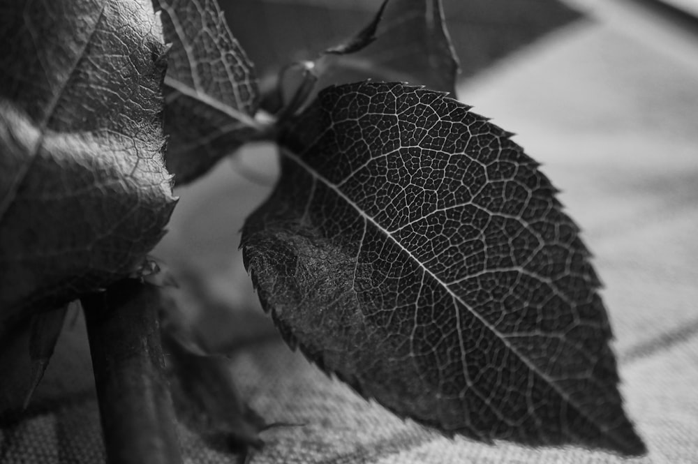 grayscale photography of plant