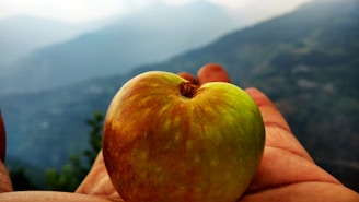 Freshly picked apples catching the cool mountain breeze near Midelt’s high orchards.